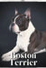 Boston Terrier: Dog breed overview and guide by Nina Pustova