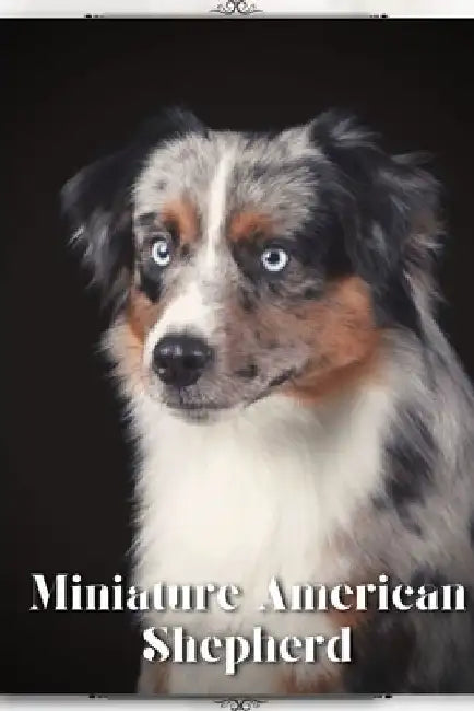 Miniature American Shepherd: Dog breed overview and guide by Nina Pustova