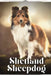 Shetland Sheepdog: Dog breed overview and guide by Nina Pustova
