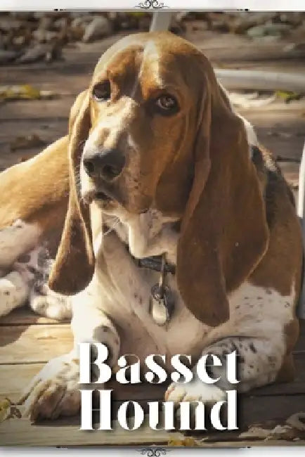 Basset Hound: Dog breed overview and guide by Nina Pustova