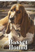 Basset Hound: Dog breed overview and guide by Nina Pustova