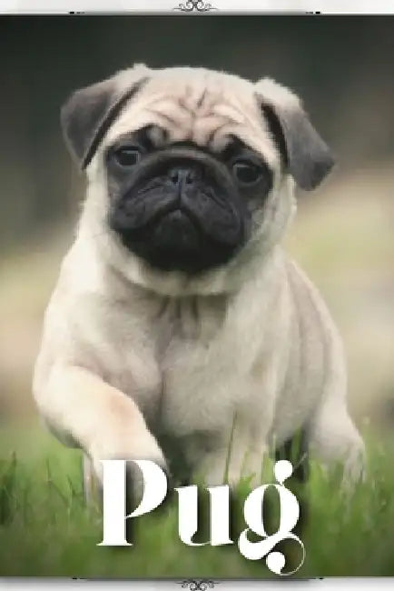 Pug: Dog breed overview and guide by Nina Pustova