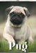 Pug: Dog breed overview and guide by Nina Pustova