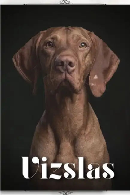 Vizslas: Dog breed overview and guide by Nina Pustova