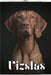 Vizslas: Dog breed overview and guide by Nina Pustova
