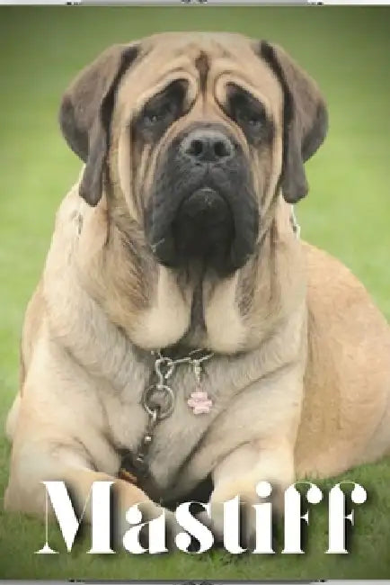Mastiff: Dog breed overview and guide by Nina Pustova