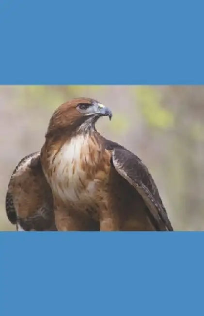 A Hawk's Journey by Jay Cabanillas