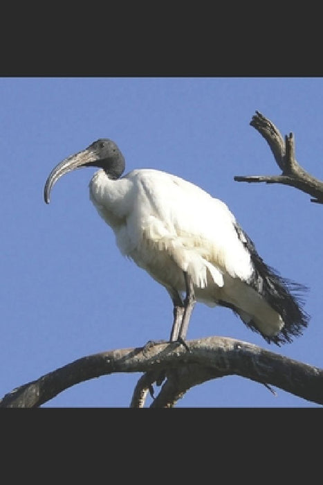 The High Priestess by Danica Lavey