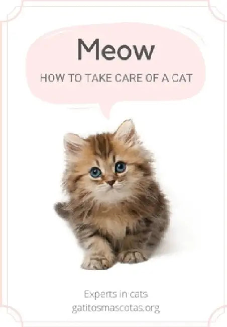 How to take care of a cat / cat guide: gatitosmascotas. by Alejandro Stolte
