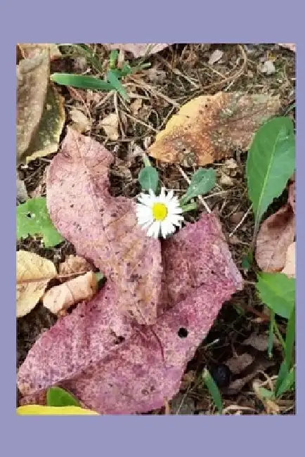 Source of Inspiration, Vol. 12: Inspirational Poetry by Patricia Cegan