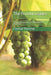 The Fruitful Leader: A Biblical Perspective to Leadership in the Workplace by Terron Banner