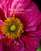 Botanicals: A Photo Essay by Timothy Stringer