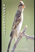 Sparrowfoot by Michael Conway