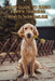 Your Guide To Basic Puppy Training: When To Tackle Each Skill: Puppy Training Treats by Serita Sumi