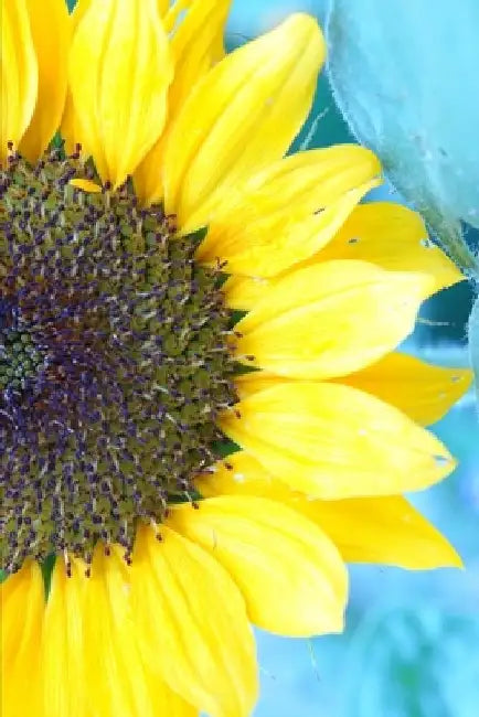 Sun, Sand and Sunflower: Formosan Life by Suneal Varma