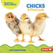 Chicks: A First Look by Anna Anderhagen