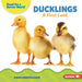 Ducklings: A First Look by Anna Anderhagen