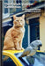 The French Quarter Connection by Bertucci, John D.