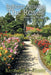 Reborn Among The Roses: Poems Along The Way by Kenneth E. Grant