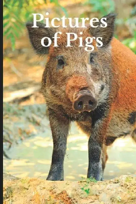 Pictures of Pigs: Funny White Elephant, Secret Dirty Santa Gift, (Stupid Gifts Ideas) by Pete Stack