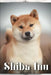 Shiba Inu: Dog breed overview and guide by Nina Pustova
