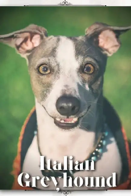 Italian Greyhound: Dog breed overview and guide by Nina Pustova