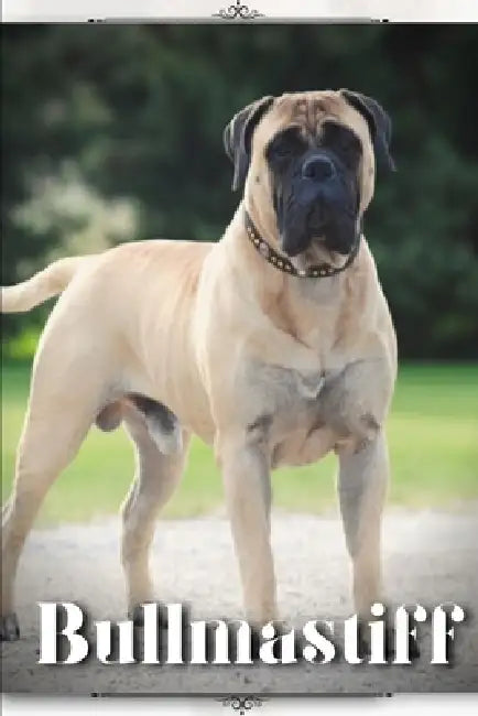 Bullmastiff: Dog breed overview and guide by Nina Pustova