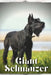Giant Schnauzer: Dog breed overview and guide by Nina Pustova