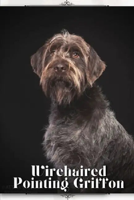 Wirehaired Pointing Griffon: Dog breed overview and guide by Nina Pustova