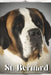 St. Bernard: Dog breed overview and guide by Nina Pustova