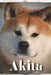 Akita: Dog breed overview and guide by Nina Pustova