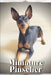 Miniature Pinscher: Dog breed overview and guide by Nina Pustova