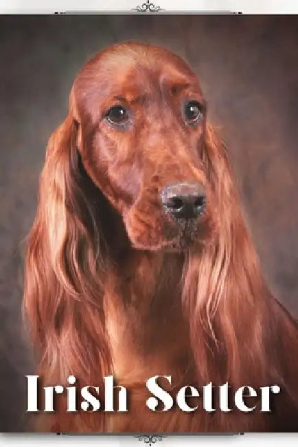 Irish Setter: Dog breed overview and guide by Nina Pustova