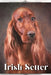 Irish Setter: Dog breed overview and guide by Nina Pustova