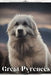 Great Pyrenees: Dog breed overview and guide by Nina Pustova