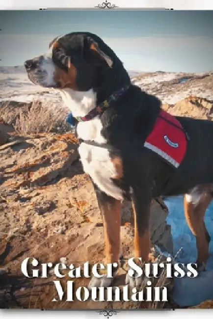 Greater Swiss Mountain: Dog breed overview and guide by Nina Pustova