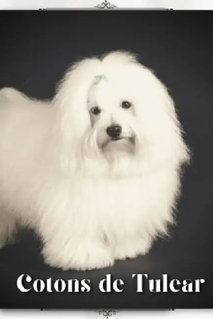 Cotons de Tulear: Dog breed overview and guide by Nina Pustova