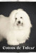 Cotons de Tulear: Dog breed overview and guide by Nina Pustova