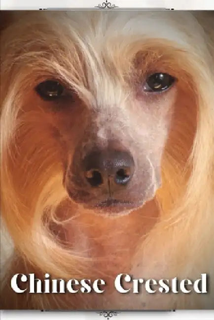 Chinese Crested: Dog breed overview and guide by Nina Pustova