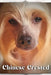 Chinese Crested: Dog breed overview and guide by Nina Pustova