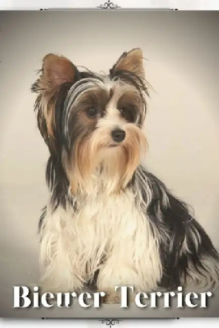 Biewer Terrier: Dog breed overview and guide by Nina Pustova