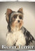Biewer Terrier: Dog breed overview and guide by Nina Pustova