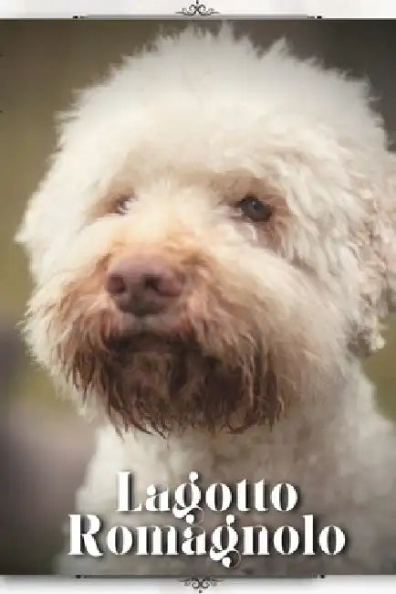Lagotto Romagnolo: Dog breed overview and guide by Nina Pustova