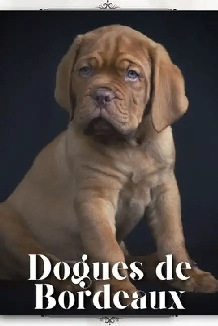 Dogues de Bordeaux: Dog breed overview and guide by Nina Pustova