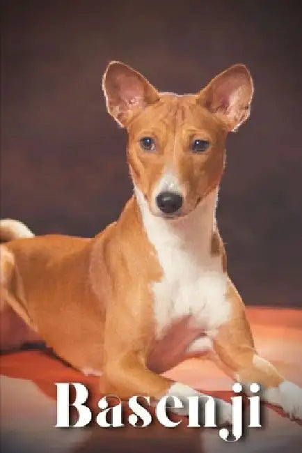 Basenji: Dog breed overview and guide by Nina Pustova