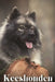 Keeshonden: Dog breed overview and guide by Nina Pustova