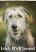 Irish Wolfhound: Dog breed overview and guide by Nina Pustova