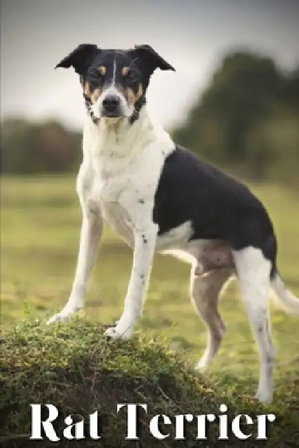 Rat Terrier: Dog breed overview and guide by Nina Pustova
