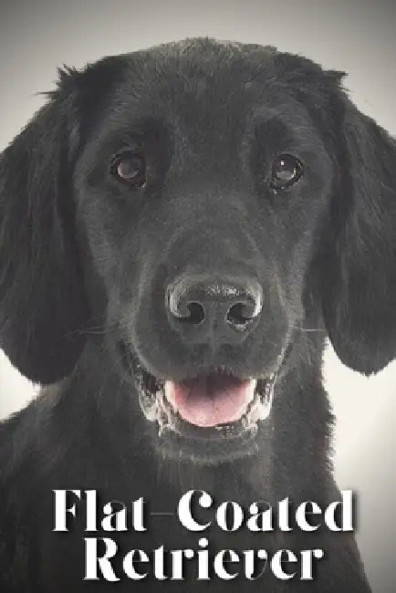 Flat-Coated Retriever: Dog breed overview and guide by Nina Pustova