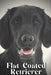 Flat-Coated Retriever: Dog breed overview and guide by Nina Pustova